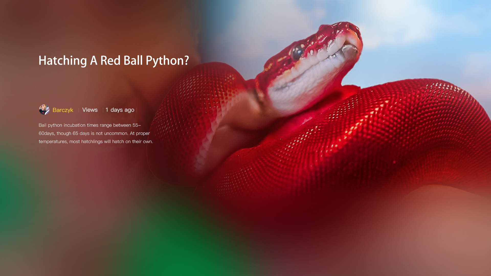 Hatching A Red Ball Python?