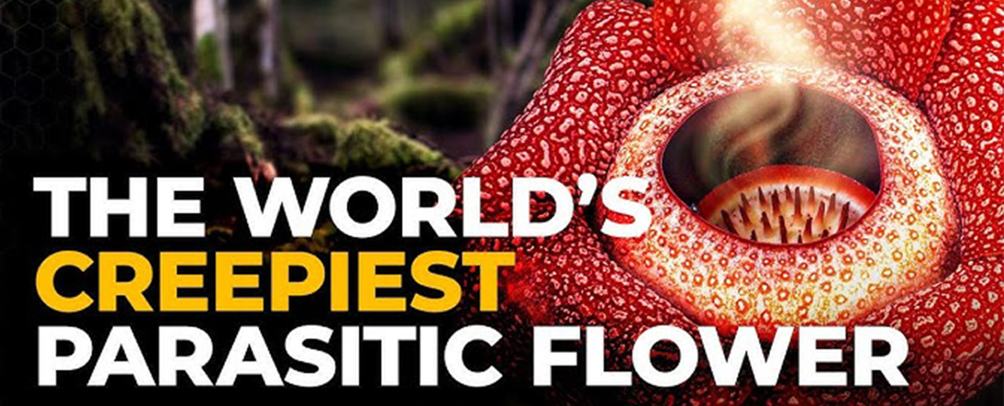 Corpse Flower Stinks of Death I The Green Planet I BBC Earth