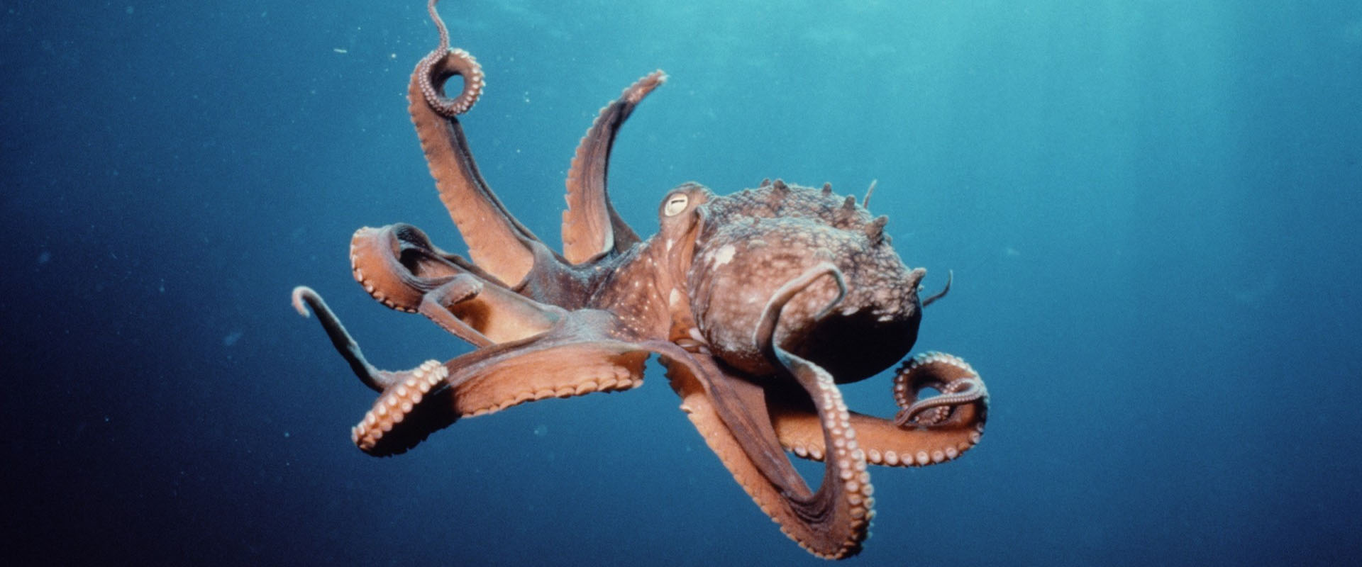 ⁣Octopus vs Underwater Maze