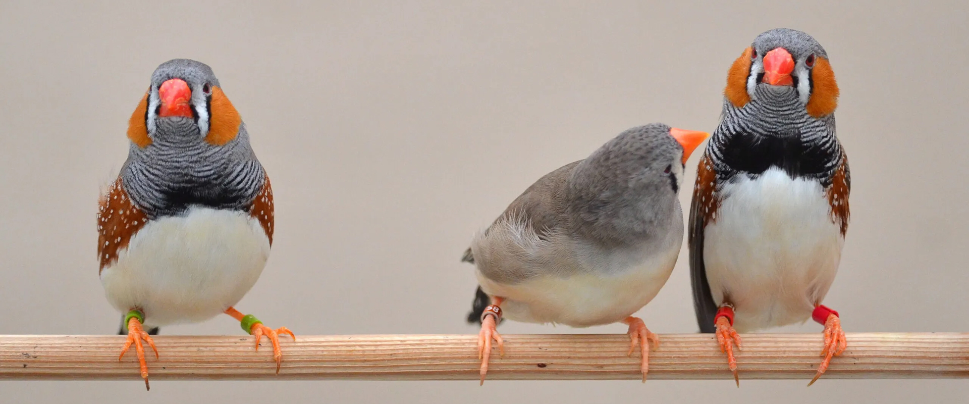 ⁣The Tiniest Bird You ve Ever Seen - Zebra Finch Hatching 