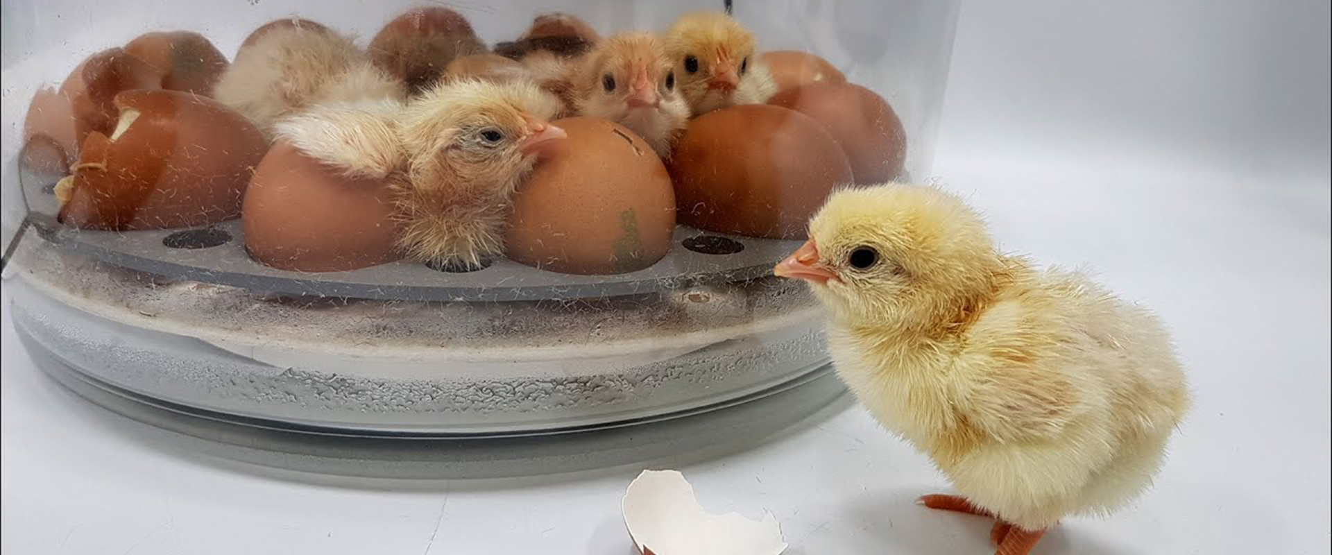 ⁣I was born in a bowl - Automatic chicken incubator 