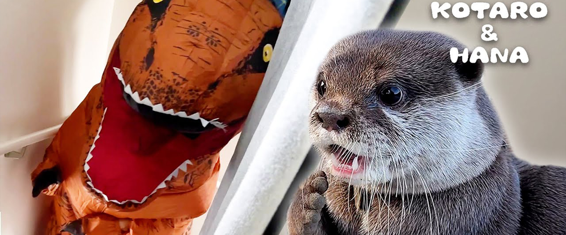 ⁣カワウソが誕生日に初めてのバイキングで食べ放題！　Otter Kotaro Birthday Buffet Party! 